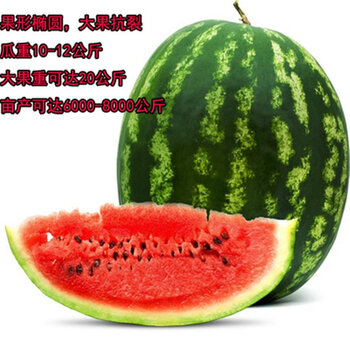 懒汉西瓜苗(6颗)【图片 价格 品牌 报价】-京东