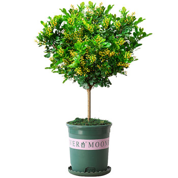 种花迷【精品】米兰花盆栽四季老桩浓香型大香水米兰独杆阳台庭院花卉