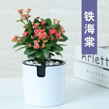 今日带货：京东好价+天猫小吃