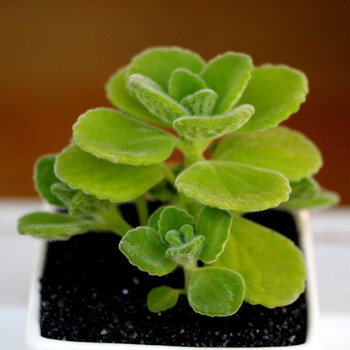 2022款碰碰香到手香柠檬香老桩带盆植物 碰碰香2-3厘米