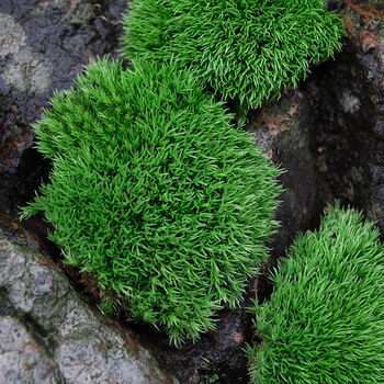 鲜活苔藓白发藓微景观生态瓶植物盆栽桌面盆景雨林水陆