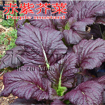 花姬赤紫芥菜种子紫色大叶泡菜野菜种籽阳台盆栽室内春夏季秋冬季种孑赤紫芥菜 01 号2g装约500粒 图片价格品牌报价 京东 花姬赤紫芥菜种子紫色大叶泡菜野菜种籽阳台盆栽室内春夏季秋冬季种孑赤紫芥菜 01 号2g装约500粒 图片价格品牌报价 京东