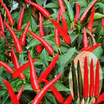 禾之润单身汉朝天椒种子超辣丰产指天椒种籽大田用辣椒籽单身汉朝天椒