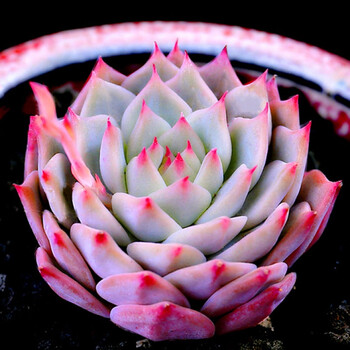 多肉植物耶罗玫瑰 山地超萌多肉肉嘟嘟组合花卉绿植盆栽新款 进口tp3