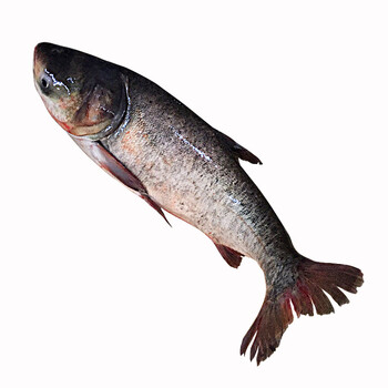 品鲜肴淡水鱼生态大头鱼胖头鱼 花鲢鱼 整条新鲜大鱼渔民自然捕获鲜活