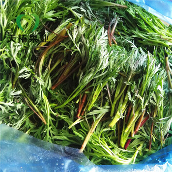 轻恋东北柳蒿芽新鲜水蒿蘸酱菜发货净重1斤