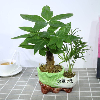 发财树盆栽植物陶瓷盆栽室内花卉土养盆景客厅绿植发财金摇钱树花