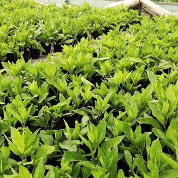 咯咚正宗降糖草苗可食用植物盆栽明月草苗降糖蔬菜白背三七新鲜 明月