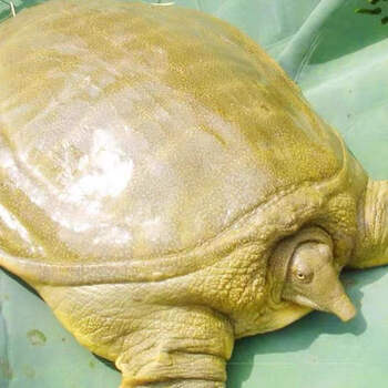 展志曼智外塘大甲鱼鲜活养活体外塘生态八中华仿老鳖 纯公野养青背