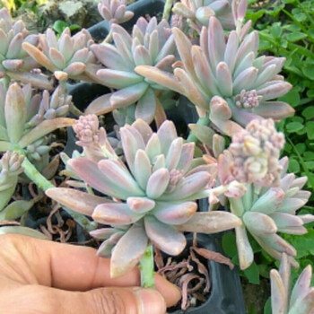 园艺多肉植物小老桩姬秋丽多肉组合花卉盆栽秋丽3头以上裸根不带土 图片价格品牌报价 京东