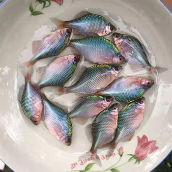 荣郁 菜板鱼群游除藻鱼高体鳑鲏冷水原生鱼清洁鱼缸工具鱼七彩鱼淡水