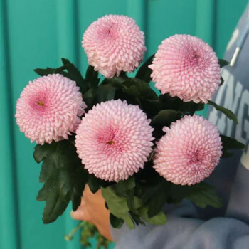 旧故里乒乓菊鲜花云南昆明直发家用水养花家庭办公室插花粉色乒乓菊10