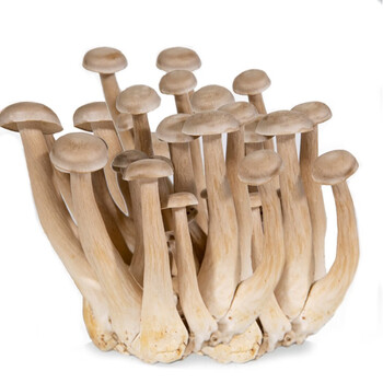 【灌南馆】丰收御品  鹿茸菇(非干货) 蘑菇 约500g 烹饪煲汤火锅食材