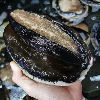 【活鲜】三蟹岛 澳大利亚鲜活大鲍鱼 1只 海鲜水产 澳洲鲍鱼 澳鲍 刺