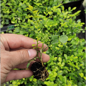 九里香穴盘小苗四颗 不含盆