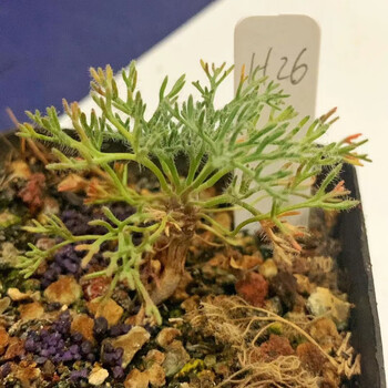 【黑皮月界】sarcocaulon multifidum小苗通货石生多肉块根稀有罕