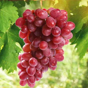 乡语小吖辽宁新鲜红提葡萄 1斤 红提子 脆甜当季现摘葡萄水果 生鲜