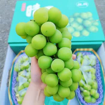 云南特级香印晴王精品 新鲜大果晴王葡萄 生鲜】俏农优选云南特级香印