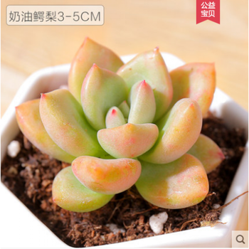 多肉植物新款稀有肉肉植物泰迪熊婴儿手指群生老桩清棚小贵货奶油鳄梨不含盆 图片价格品牌报价 京东