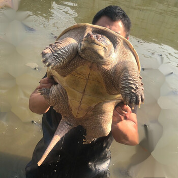 鳄鱼龟鳄龟大型鳄龟北美鳄龟奔新农2122斤好品质