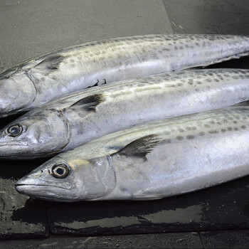 马鲛鱼 青岛大鲅鱼海捕鲜活冷冻水产新鲜海鲜3斤马鲛鱼深海鱼整条大