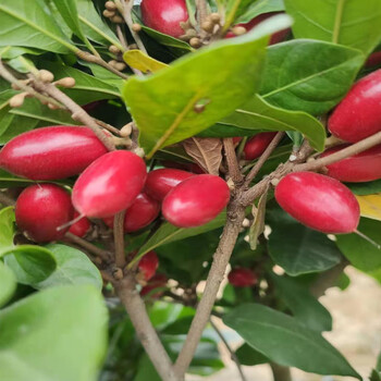 时染shiran神秘果鲜果12粒柠檬1粒蜜拉圣果改变味觉酸变甜变味果