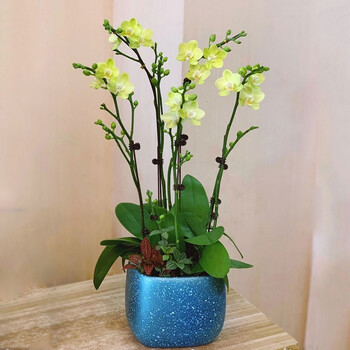 送货上门 蝴蝶兰盆栽花卉盆景植物带花室内精品兰花真花开业贺寿高档礼品送领导两小时达财源滚滚 蝴蝶兰盆栽 图片价格品牌报价 京东