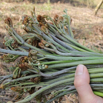 帆儿庄园新鲜拳菜时令应季蔬菜拳头菜猫爪菜减脂食材荠菜5斤