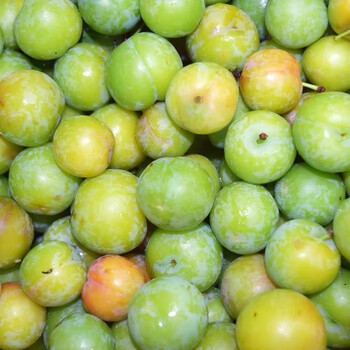 乡小二云南三月李大果3斤装 李子 酸李子 新鲜水果