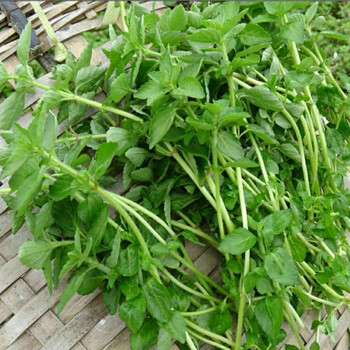 香菜云南德宏特产野菜 野生毛香菜新鲜蔬菜水香菜凉拌 1斤