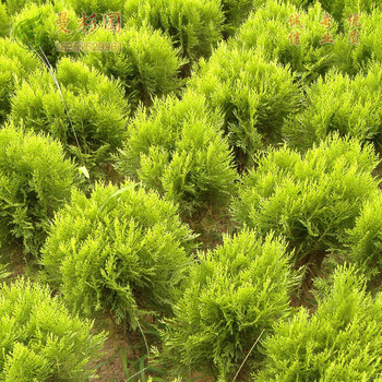 花e流绿化苗子植物篱笆墙植物黄色洒金柏苗小苗香柏青色侧柏苗扁柏不