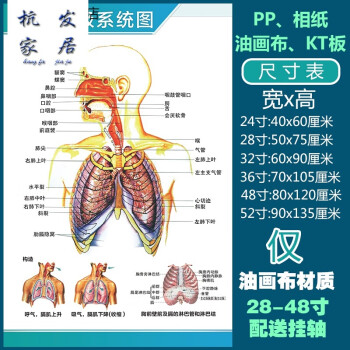 赤槿新品人體解剖彩色學骨骼結構圖神經肌肉五臟六腑淋巴示意解刨器官