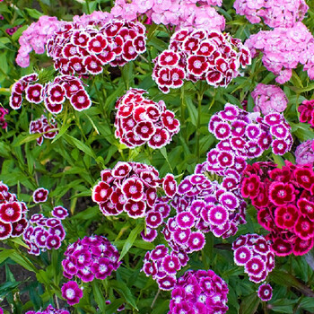 五彩石竹种子常夏石竹花种子美国石竹花籽四季种植花卉种子花海景观庭院盆栽种子简雪美国石竹种子1斤 图片价格品牌报价 京东