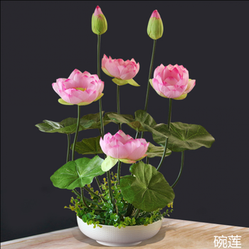 开口莲花种子碗莲种子 已开口套餐盆栽室内水生莲花四季种驱蚊草 碗莲