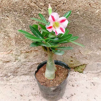 沙漠玫瑰盆栽 多肉植物 嫁接老桩多色花瓣带花苞发货四季开花 火焰山