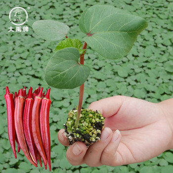 大禹水果秋葵种子苗秧苗夏季盆栽红秋葵苗6棵