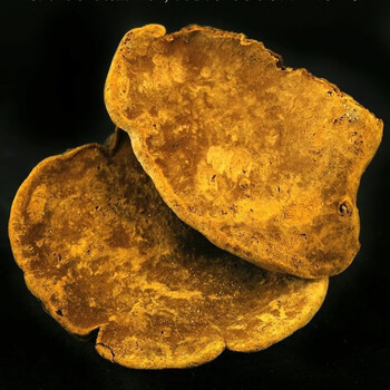 康中尊正宗西藏金边桑黄桑树桑黄整枝桑黄桑黄菌桑黄菌种野灵芝西藏