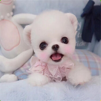 绿柒号博美幼犬茶杯犬黄白色长不大的茶杯狗狗活体哈多利系球体俊介