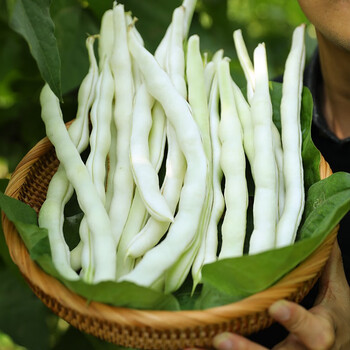 寿禾四季豆种子九粒白芸豆黄金钩豆角架豆菜豆蔬菜种孑家庭盆栽易种春冬季播种种籽菜籽 中熟 九粒白种子100g 图片价格品牌报价 京东 寿禾四季豆种子九粒白芸豆黄金钩豆角架豆菜豆蔬菜种孑家庭盆栽易种春冬季播种种籽菜籽 中熟 九粒白种子100g 图片价格品牌报价 京东