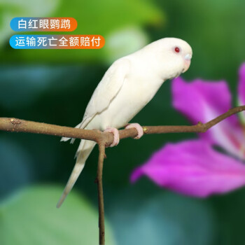 白化红眼虎皮鹦鹉图片图片