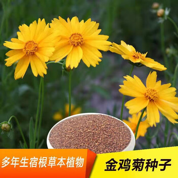 易缀花种子波斯菊格桑花野花组合百日草四季开花花海景观工程花卉种子