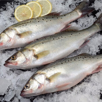 鲈鱼清蒸鲈鱼海捕鲈鱼大鲈鱼新鲜水产海鲜开背鱼七星鲈鱼 一斤一条 五