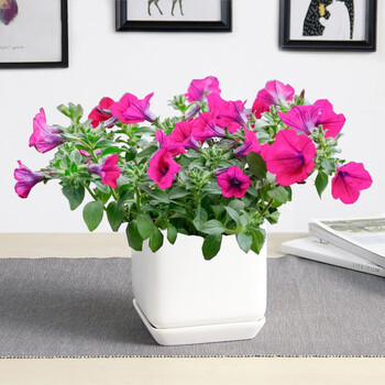 两小时达 玫瑰茉莉蝴蝶兰君子兰飘香藤长寿花月季盆栽室内花卉观叶植物办公室桌面盆栽牵牛花 瓷盆随机 图片价格品牌报价 京东