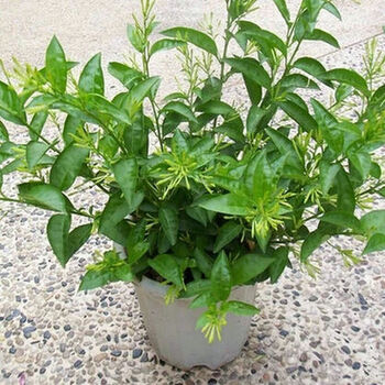 现货春天来了盆栽芳香观花花卉夜来香别名夜香花驱蚊树夜兰香苗2年苗 图片价格品牌报价 京东