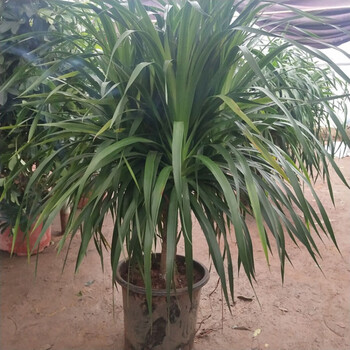 多头龙须树龙须铁龙须兰龙血树室内客厅大型盆栽绿植花卉单颗58头13m