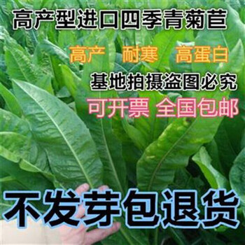 一名花匠菊苣种子猪草牛羊驴鸡鸭鹅兔牧草奇可利四季青多年生牧草鱼草