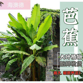 耐寒大叶芭蕉树苗庭院大型绿植现挖保湿观赏性强盆栽绿化植物阳台 14