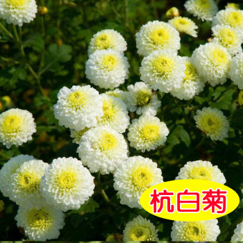曼杉园-高品质植物,价格下降