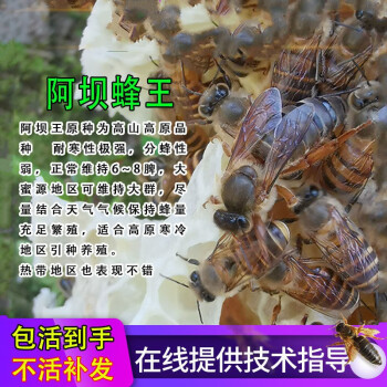 晴文品牌:稳定的养蜂器具价格走势