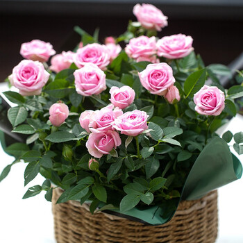 【虹越】2021新品 花彩玫瑰花苗 阳台窗台观花植物迷你玫瑰盆栽苗